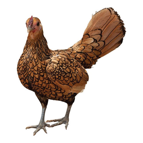 Sebright Chicken